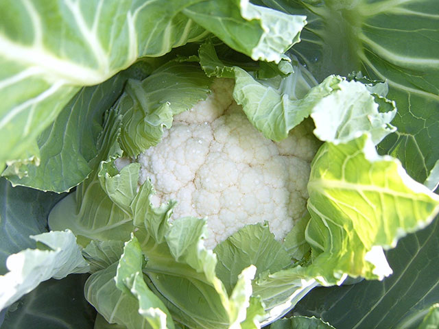 和玉牌花椰菜